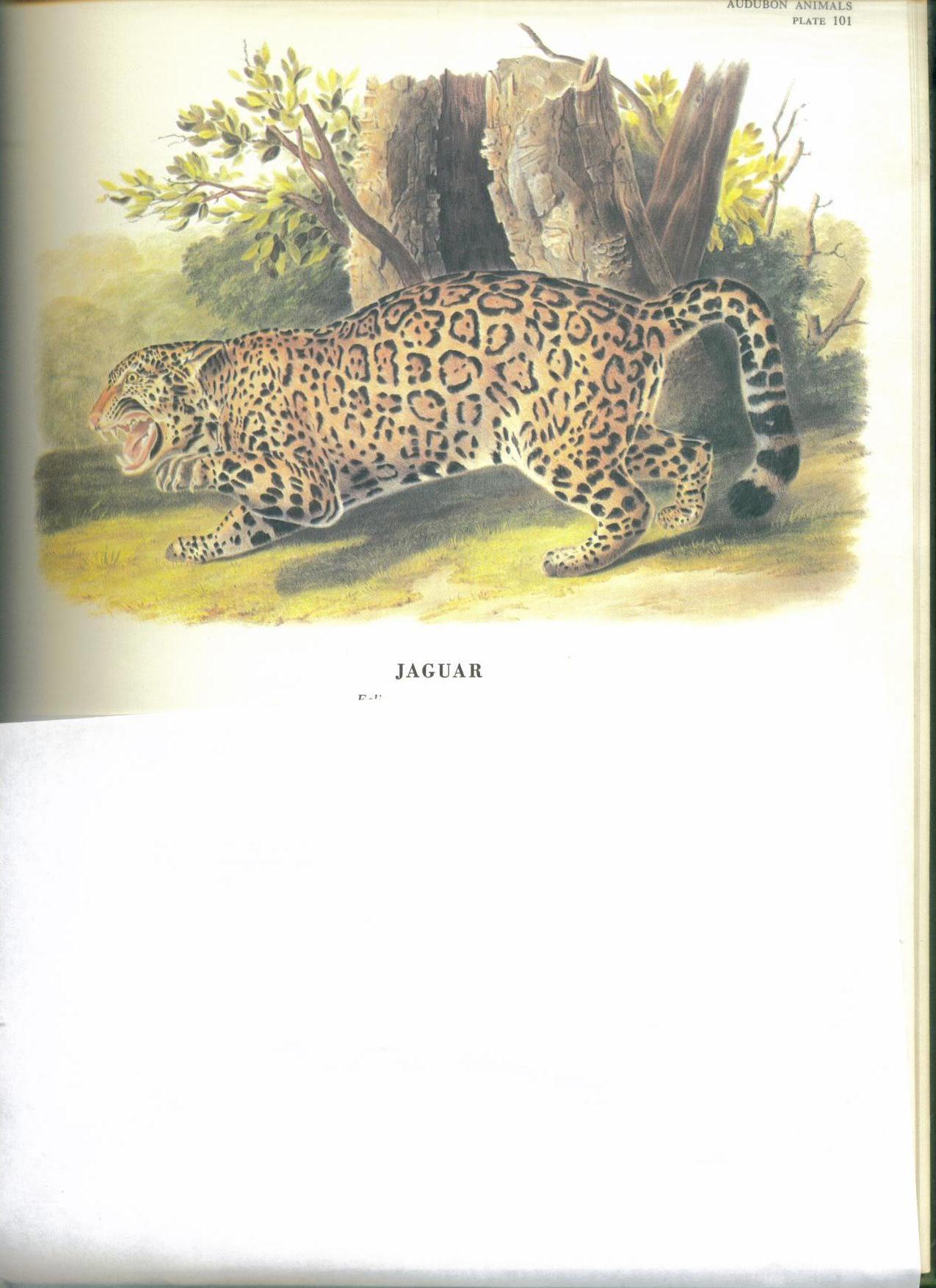 puma cougar jaguar